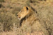 Male lion at Kamfersboom